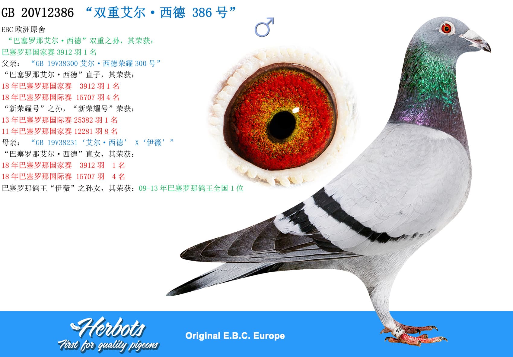 pigeon: undefined