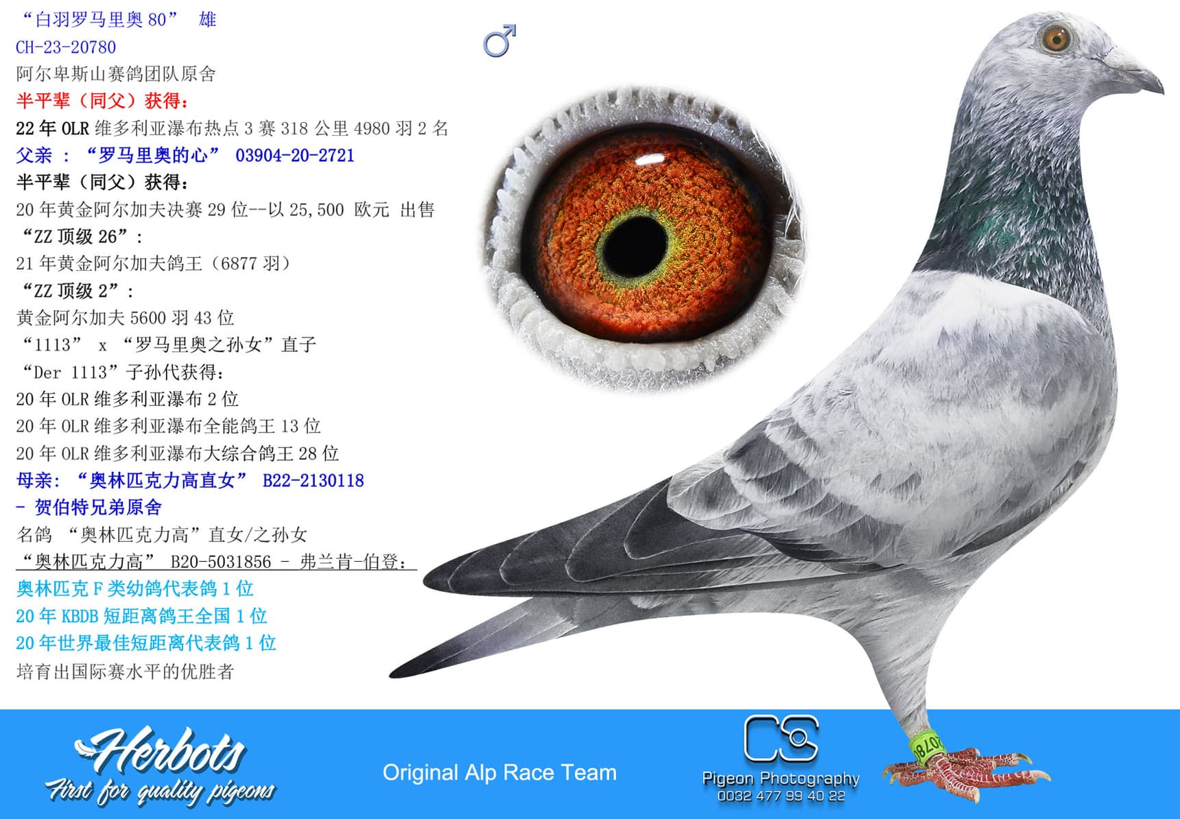 白羽罗马里奥80” - CH-23-20780