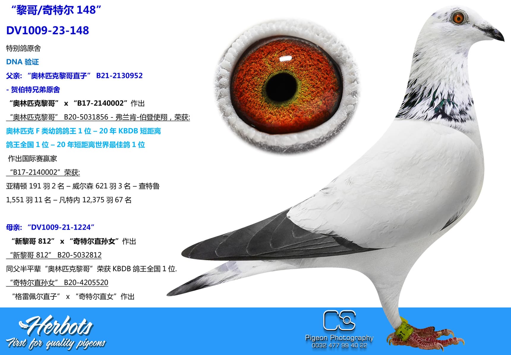 pigeon: “黎哥/奇特尔148”