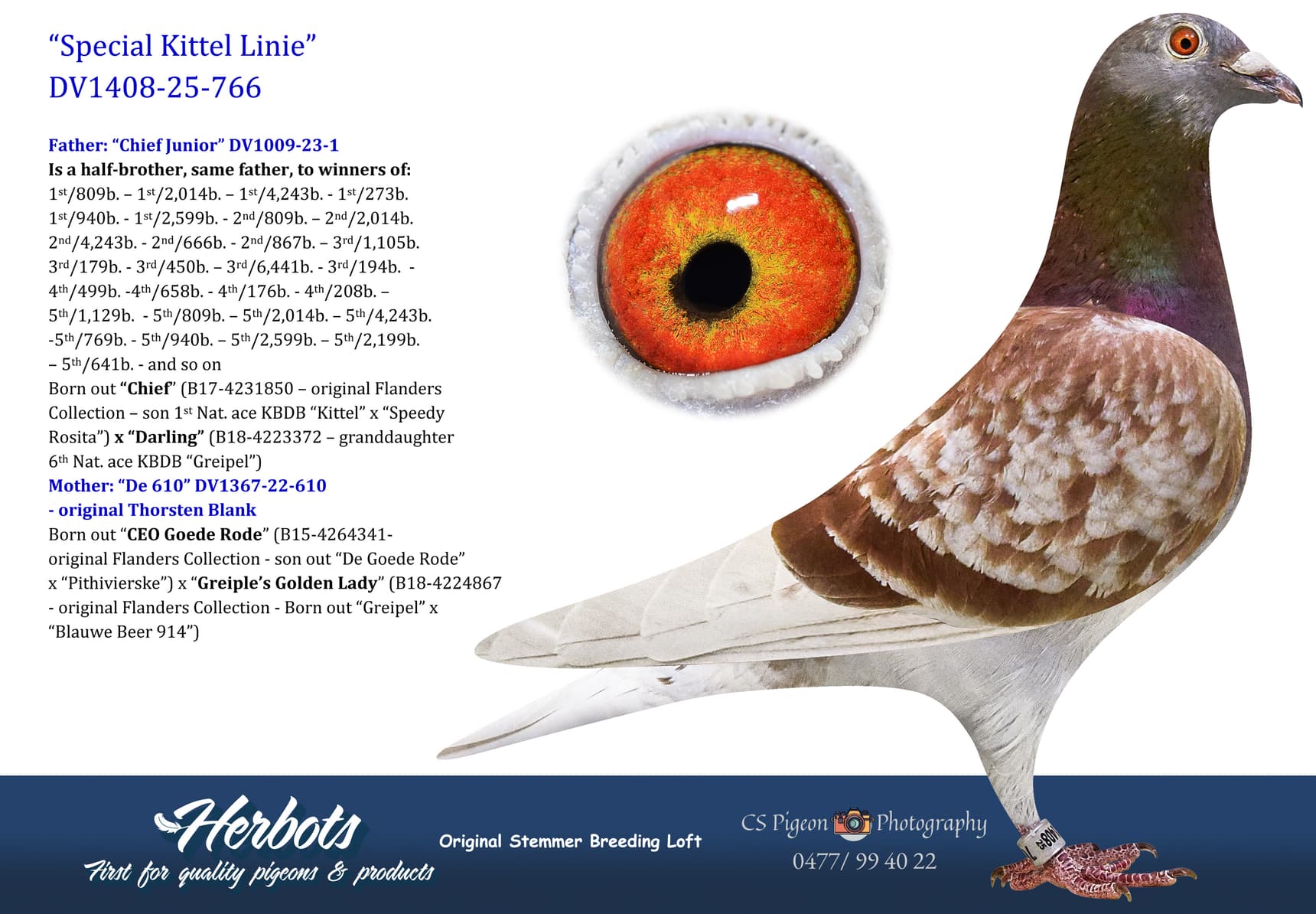 pigeon: undefined