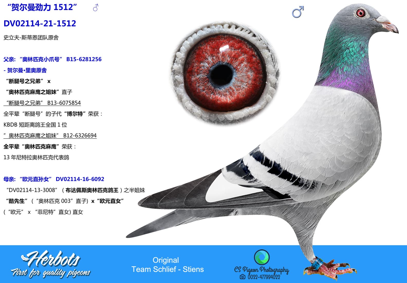 pigeon: “贺尔曼劲力 1512”