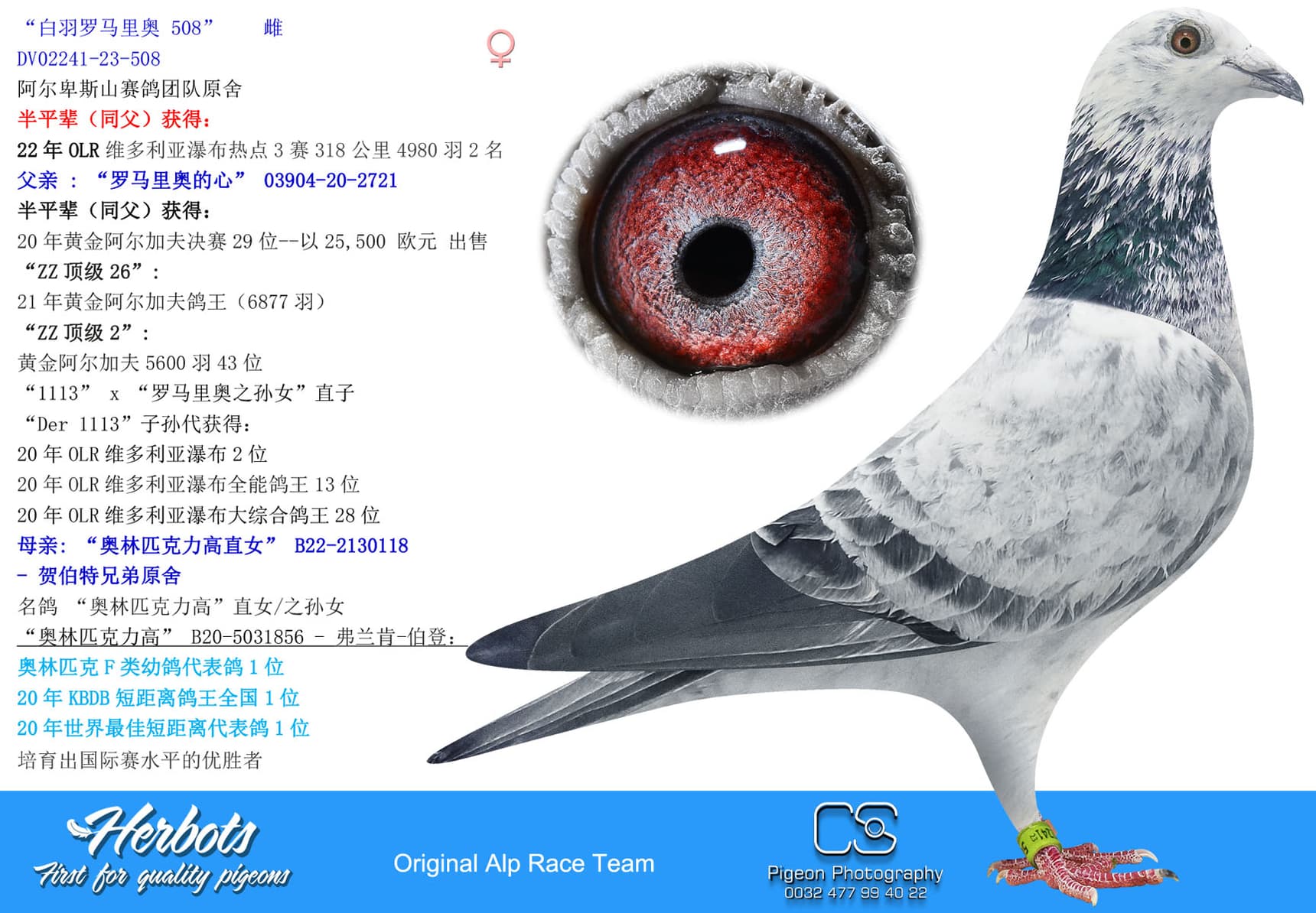 pigeon: “白羽罗马里奥 508”