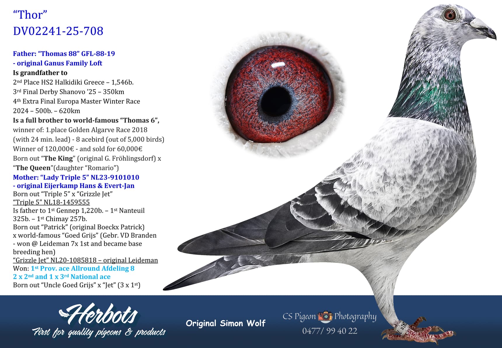 pigeon: undefined