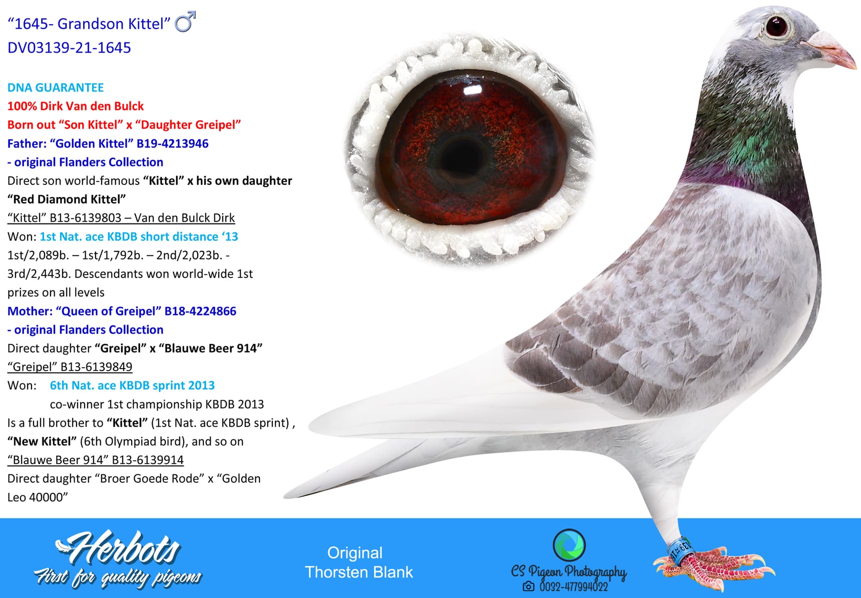 pigeon: “1645- Grandson Kittel”