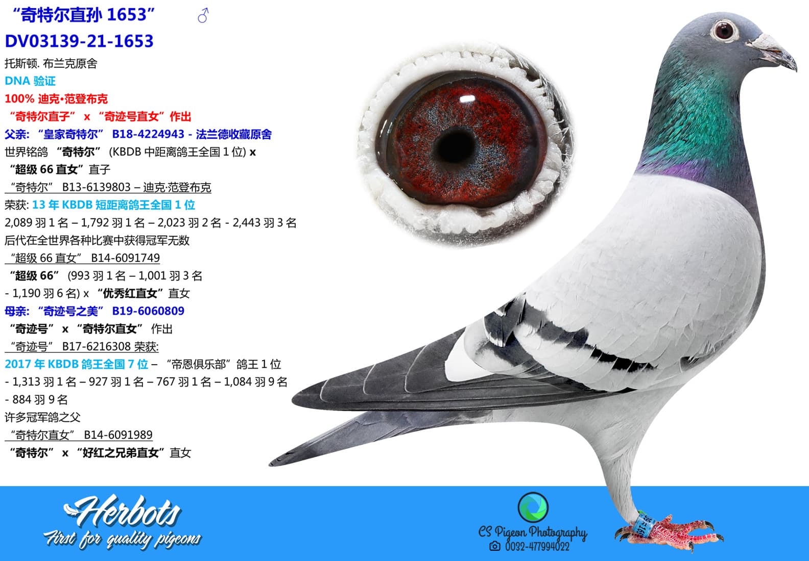 pigeon: undefined