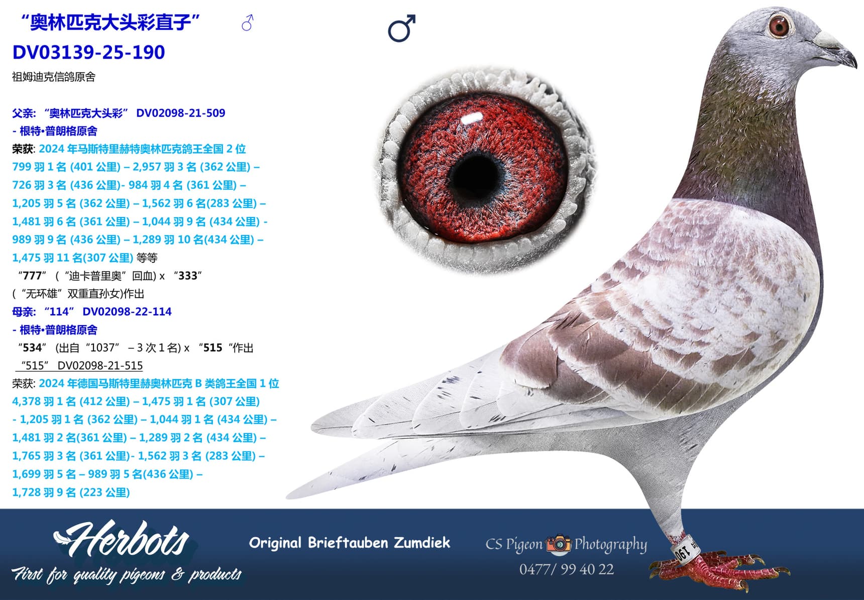 pigeon: undefined