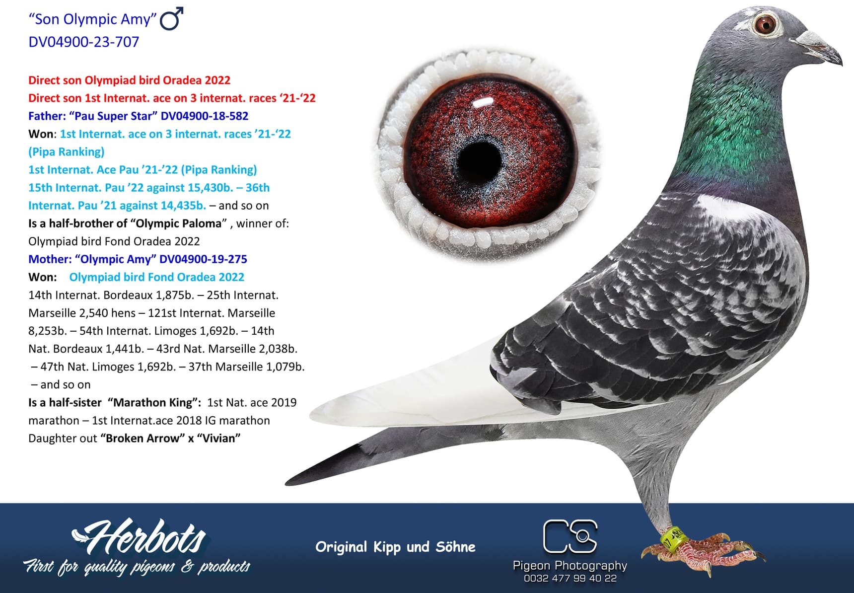 pigeon: “Son Olympic Amy”