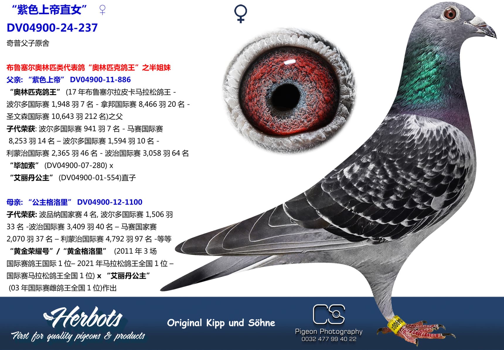 pigeon: “紫色上帝直女”