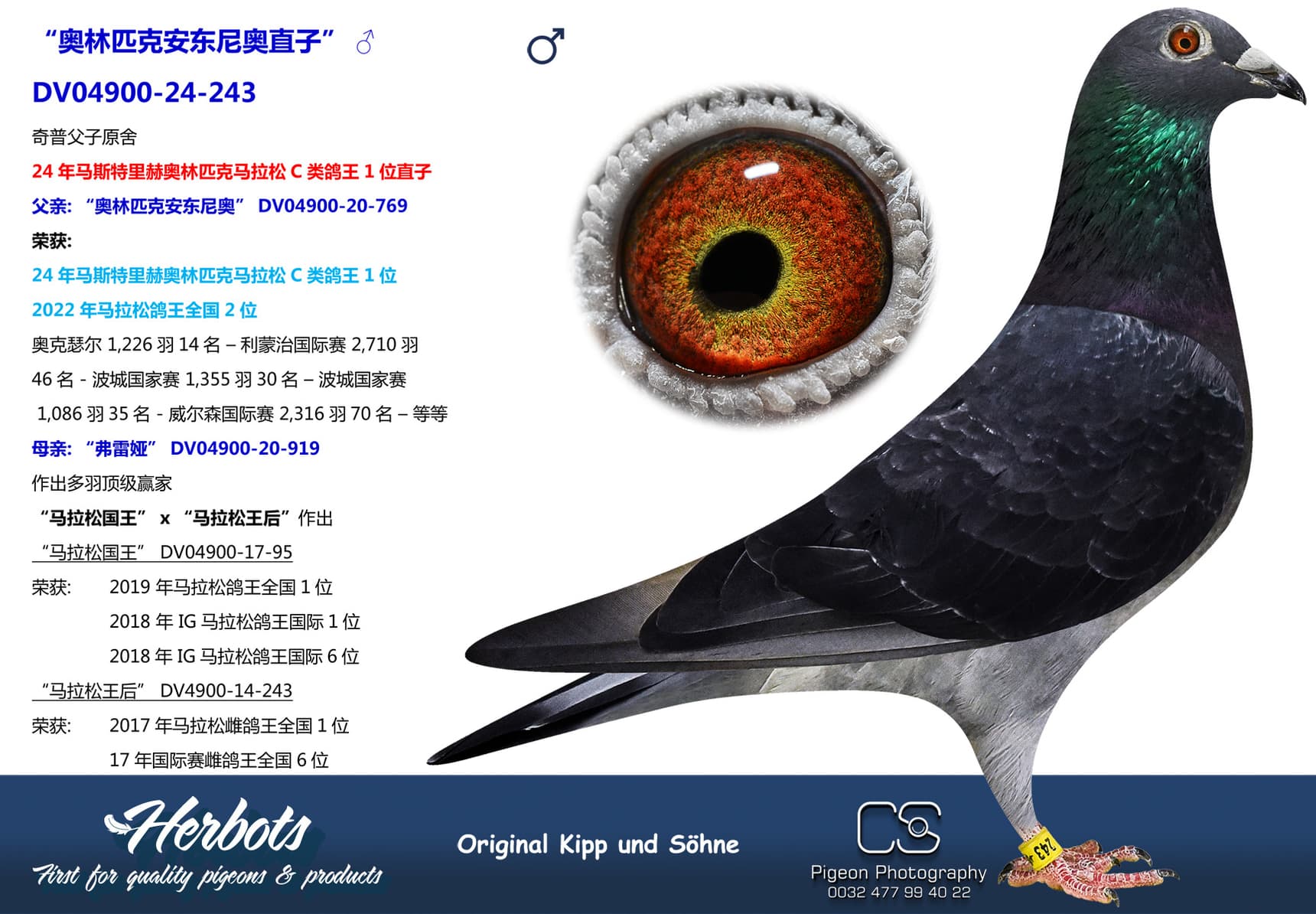 pigeon: “奥林匹克安东尼奥直子”