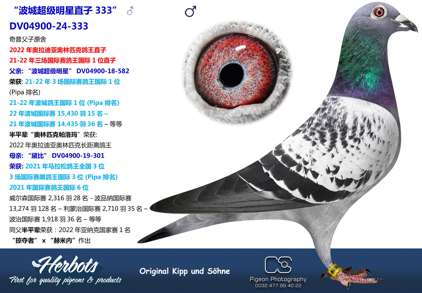 pigeon: “波城超级明星直子333”