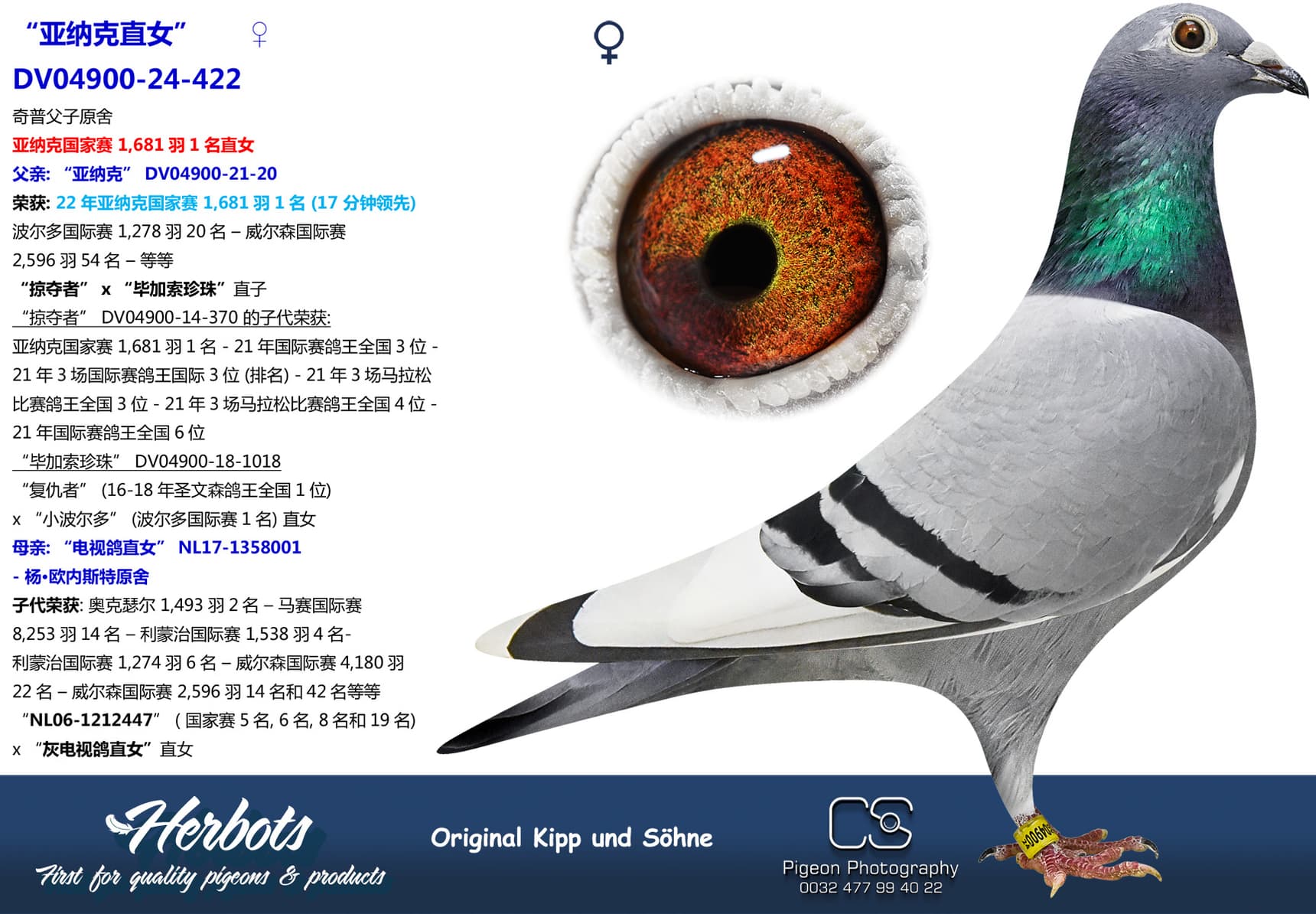 pigeon: “亚纳克直女”