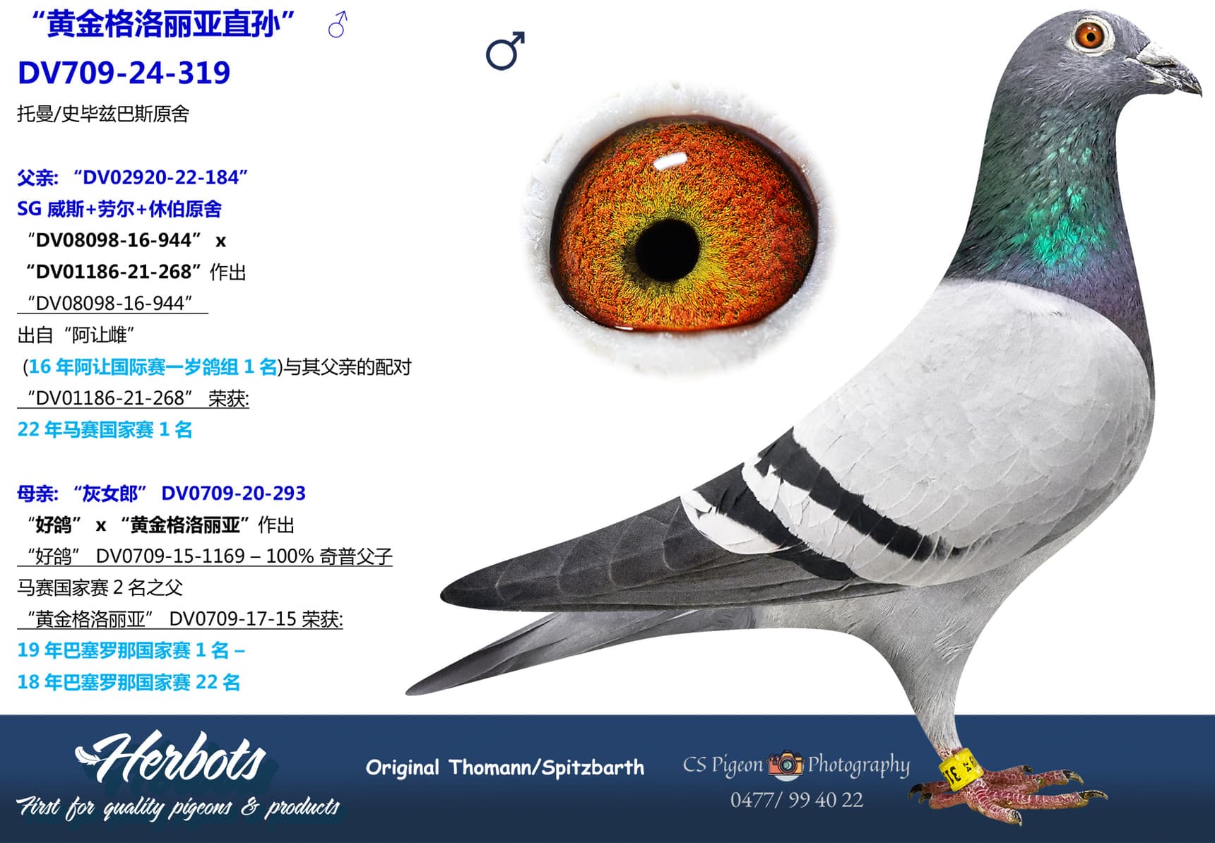pigeon: undefined