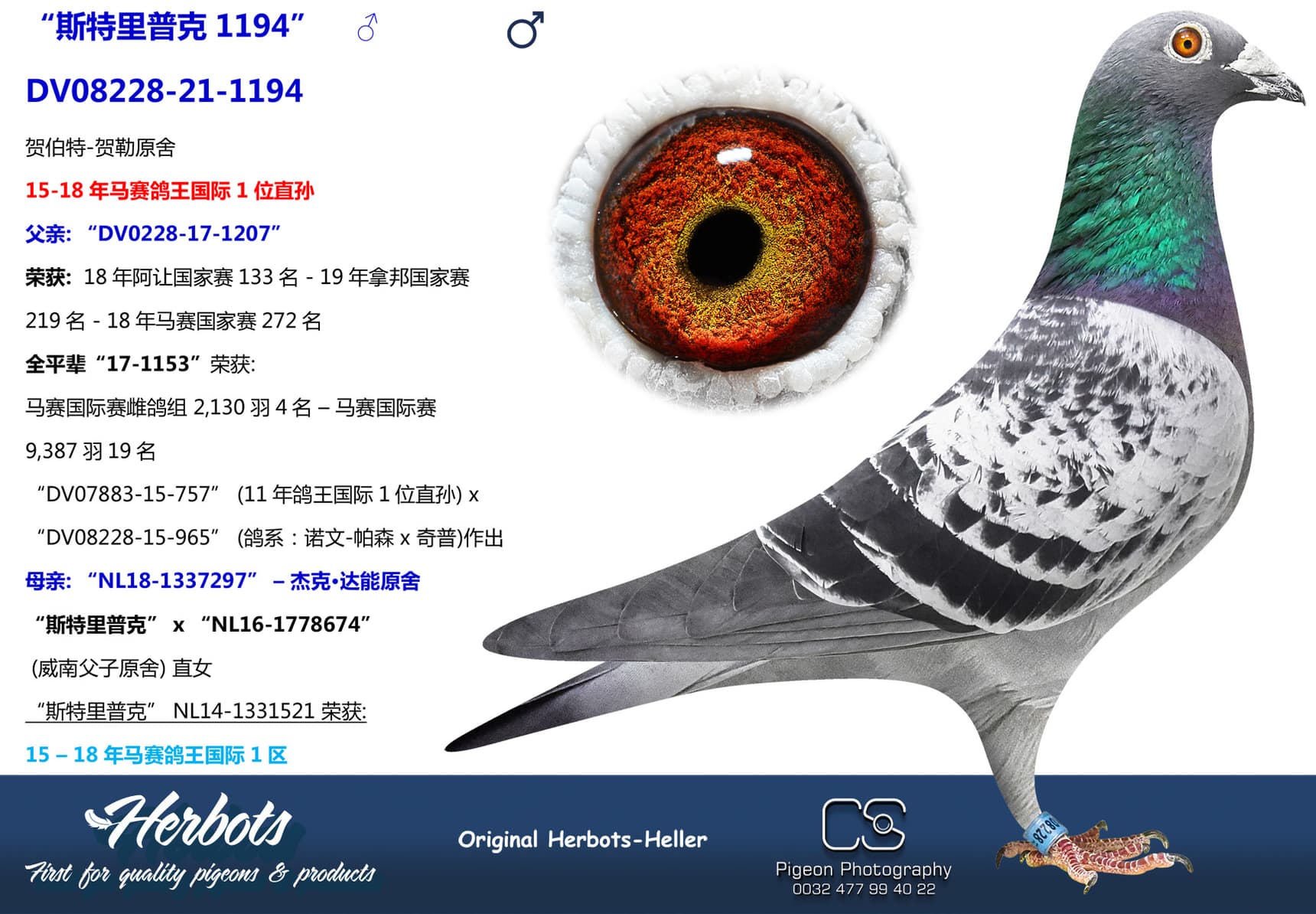 pigeon: undefined