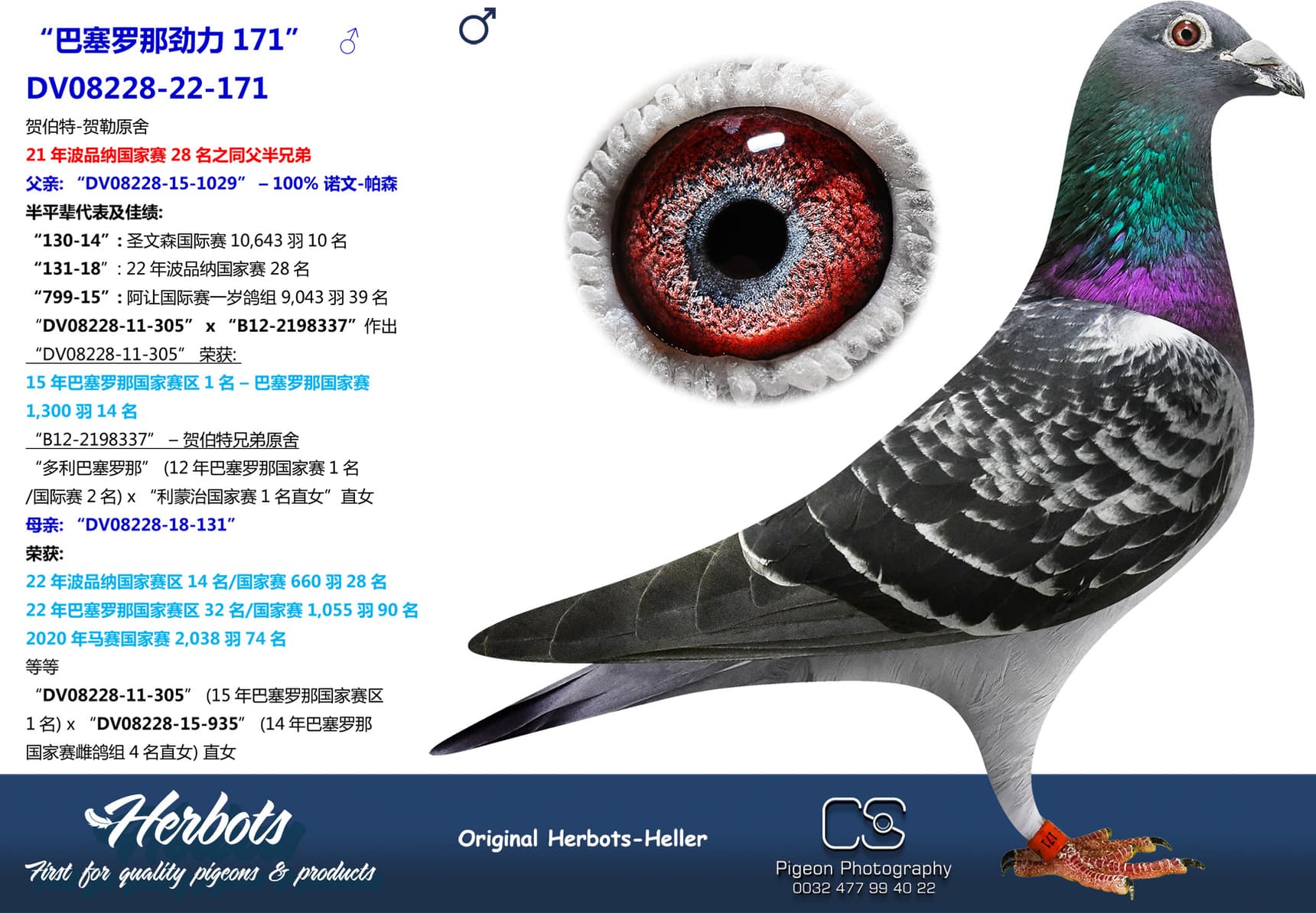 pigeon: undefined