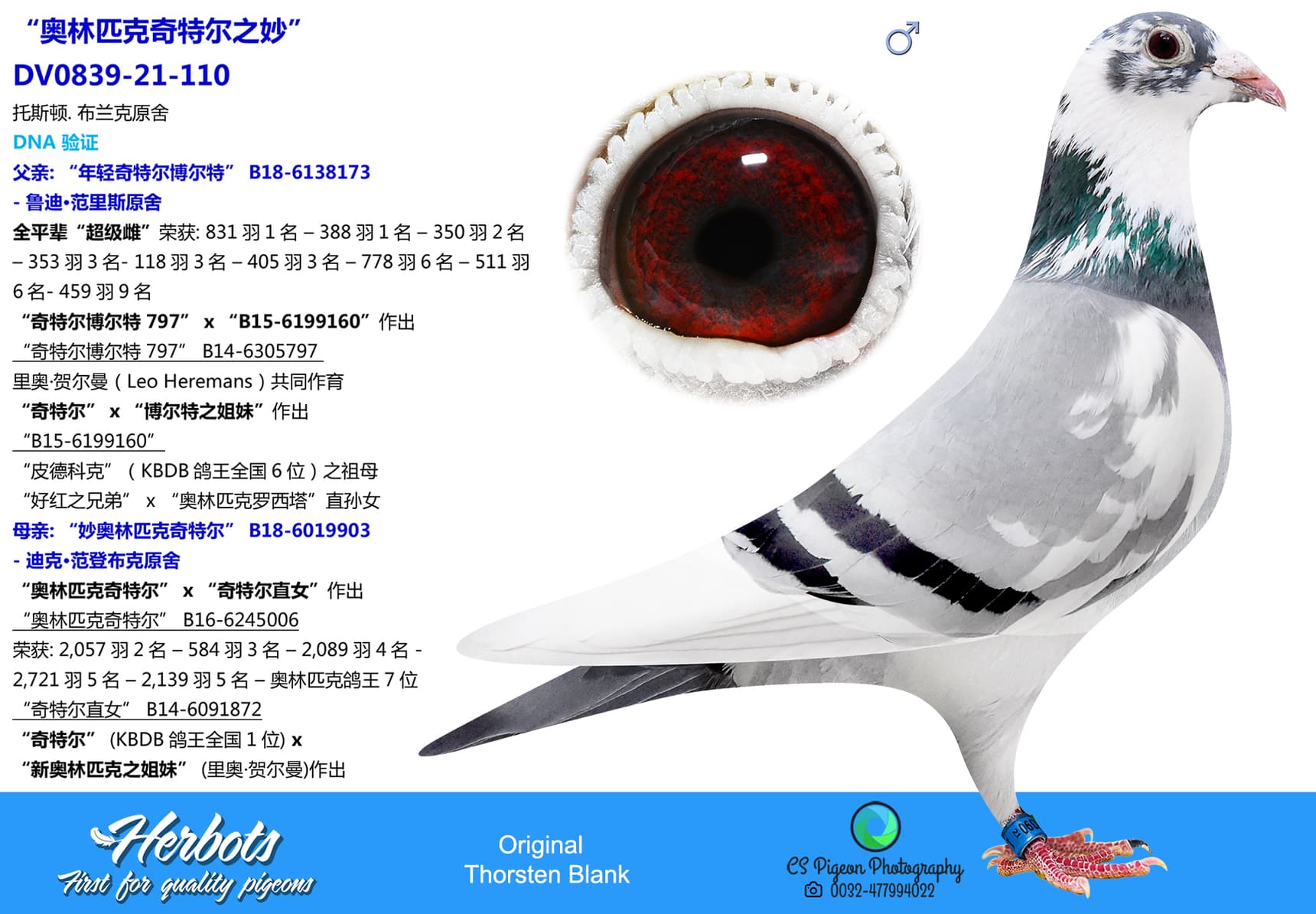 pigeon: “奥林匹克奇特尔之妙”