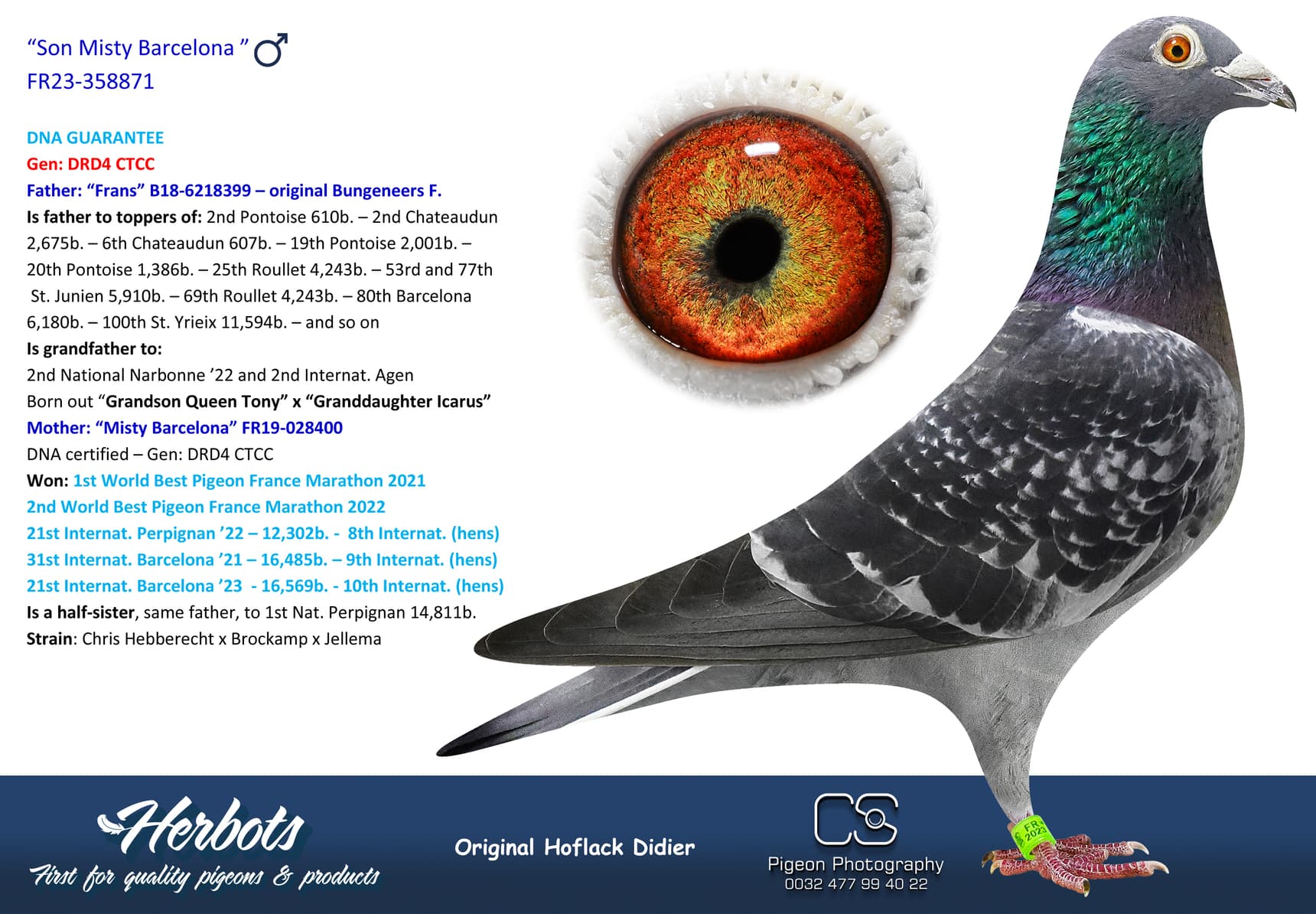 pigeon: “Son Misty Barcelona ”