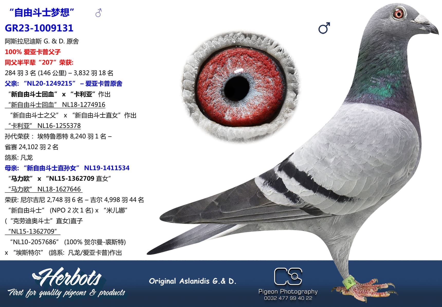 pigeon: undefined