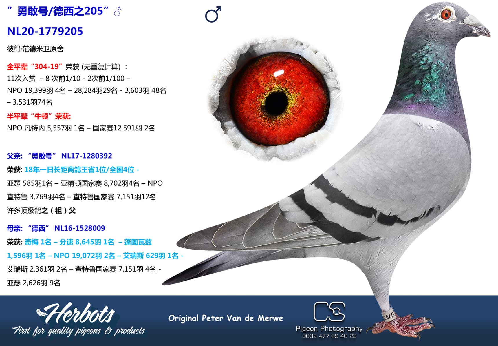 pigeon: undefined