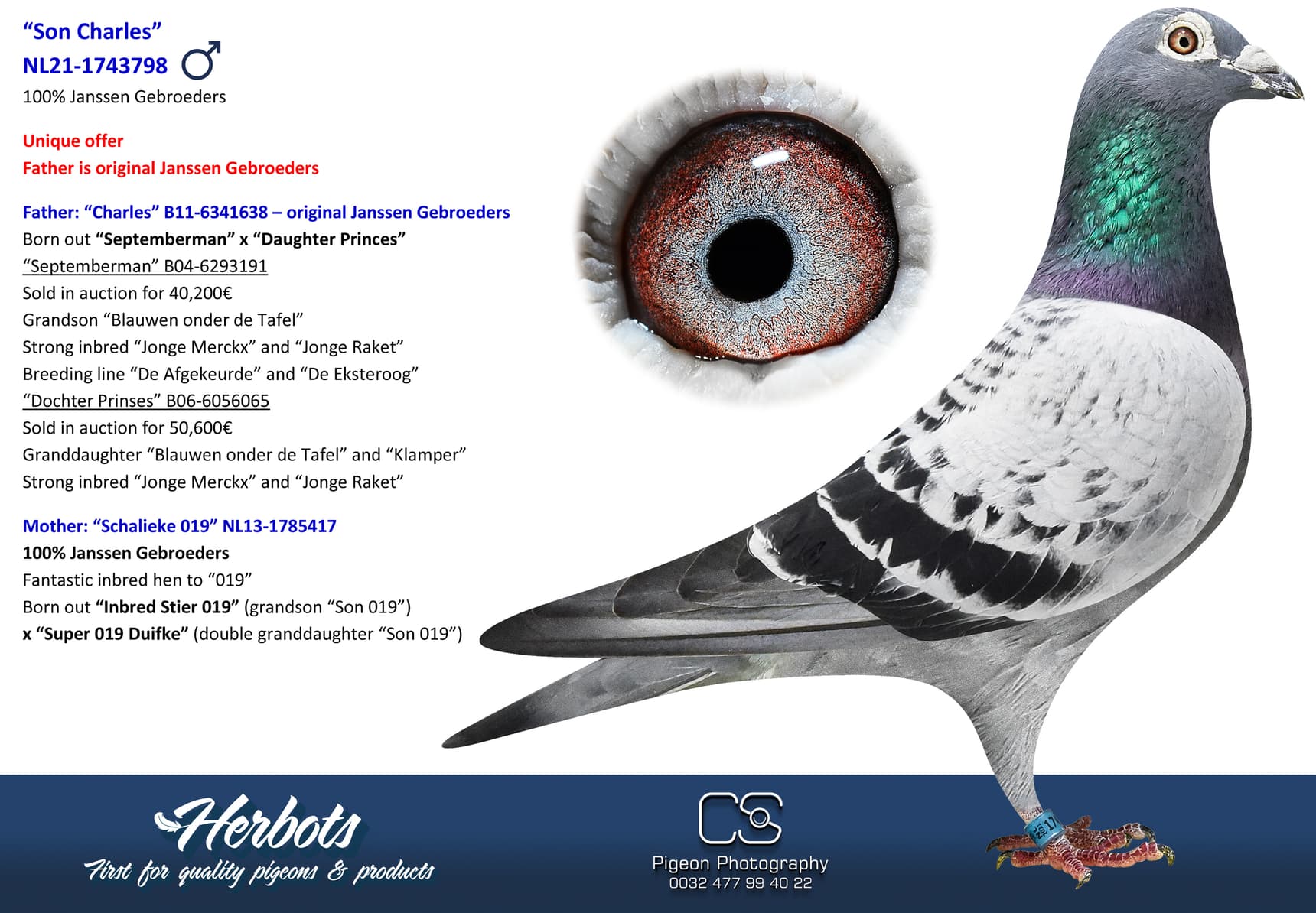 pigeon: “Son Charles”