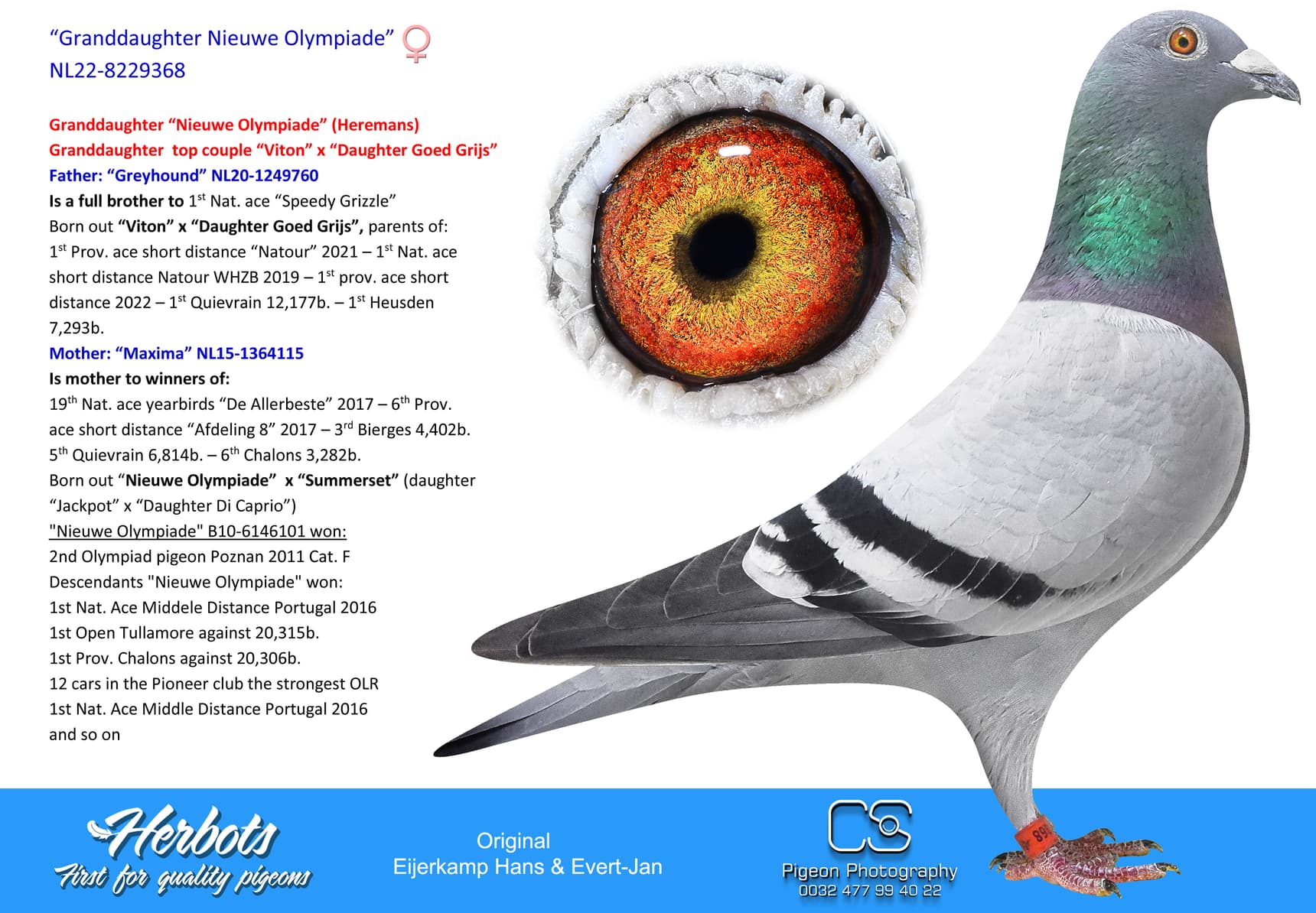 pigeon: “Granddaughter Nieuwe Olympiade”