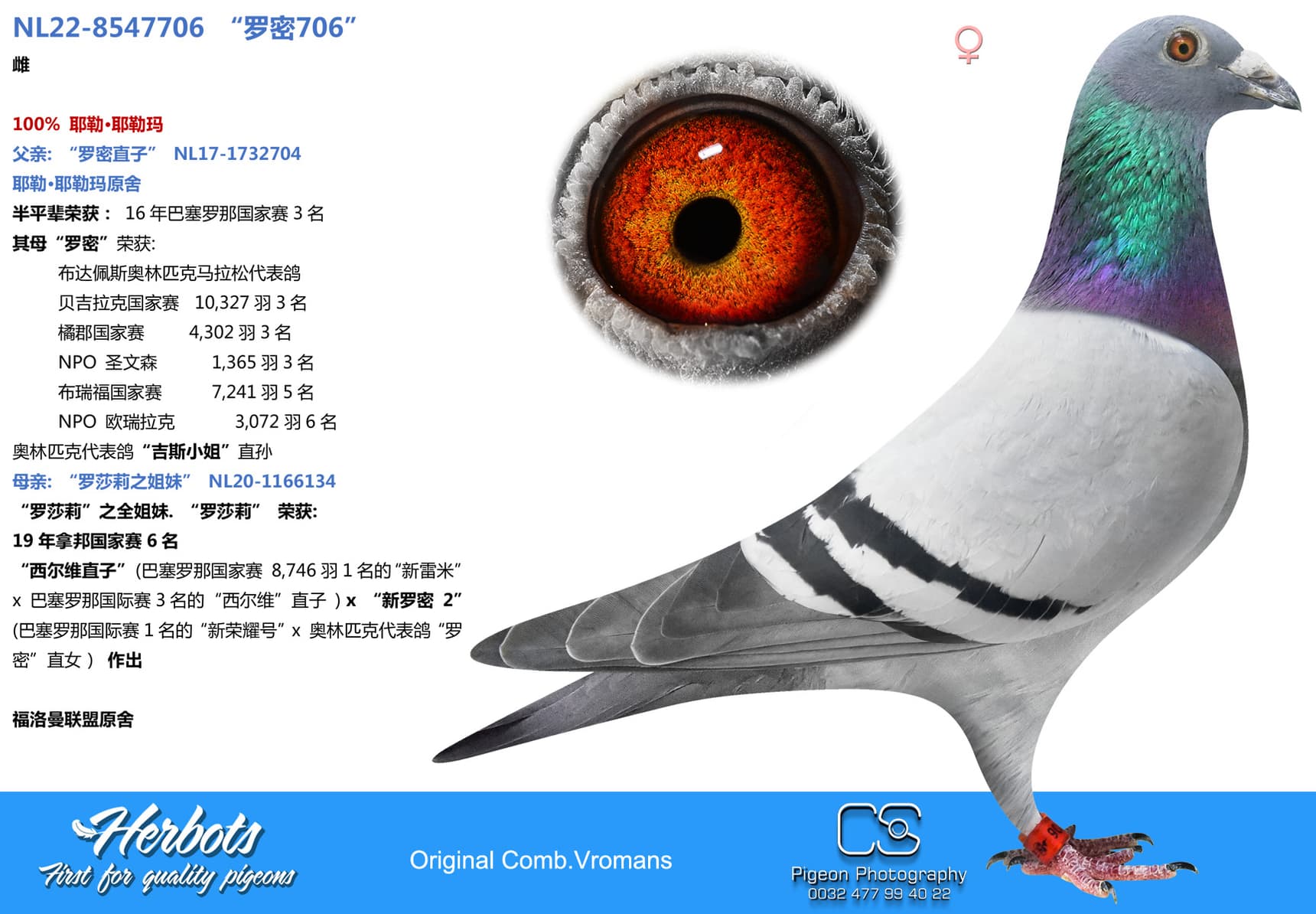 pigeon: “罗密706”
