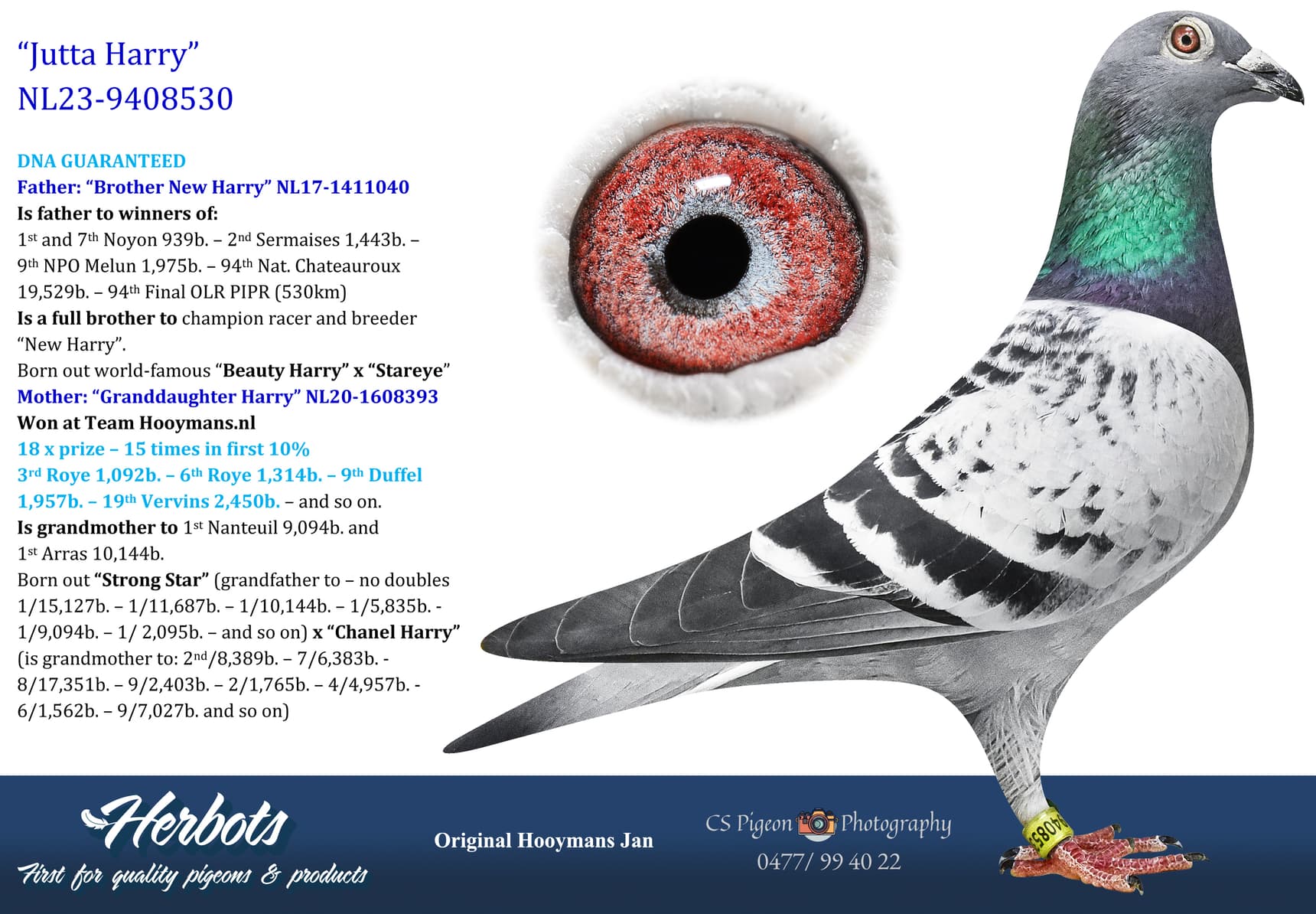 pigeon: undefined