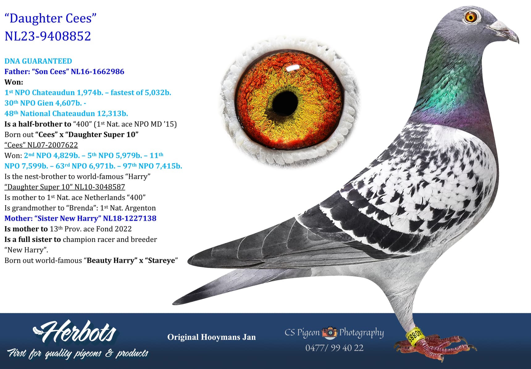pigeon: undefined