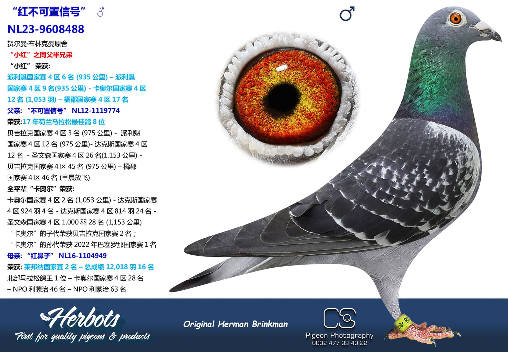 pigeon: “红不可置信号”