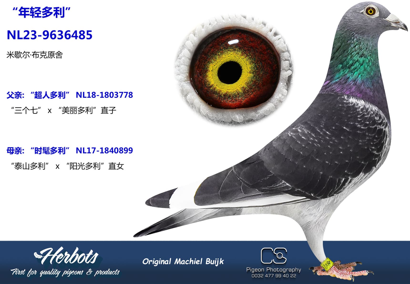 pigeon: undefined