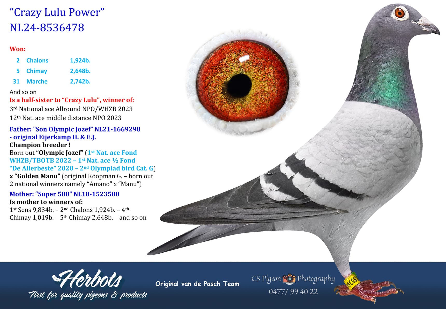 pigeon: undefined