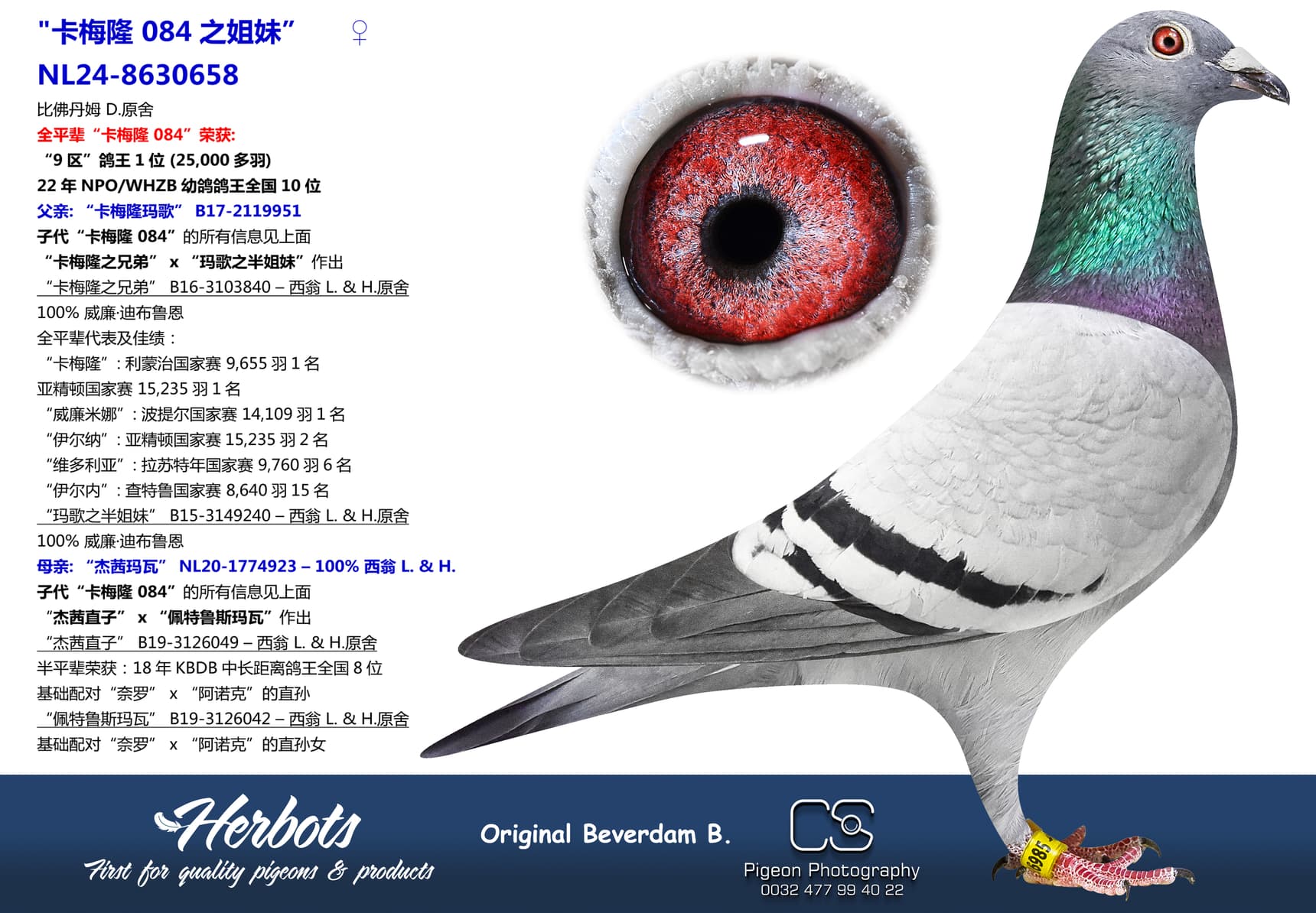 pigeon: undefined