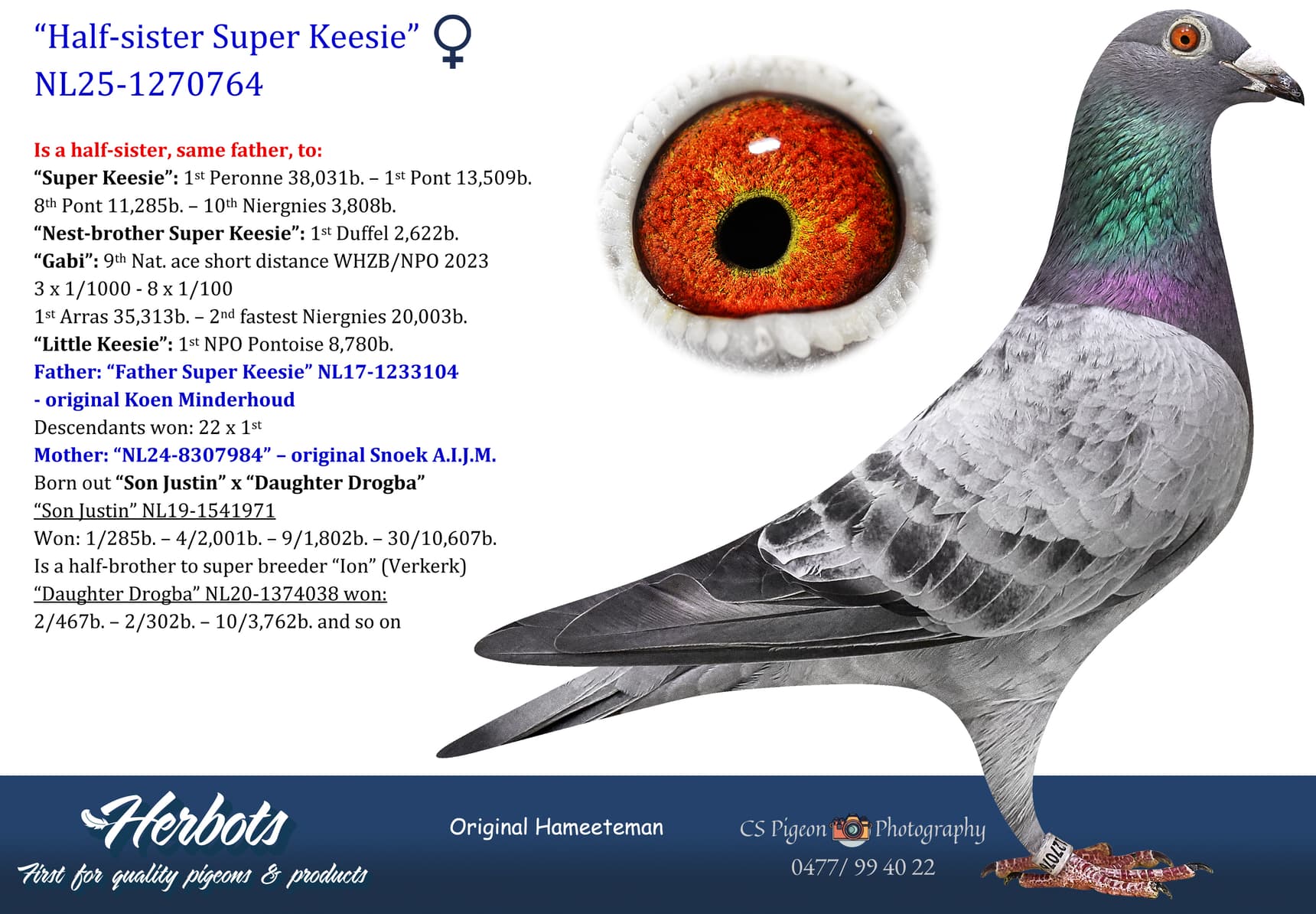 pigeon: undefined