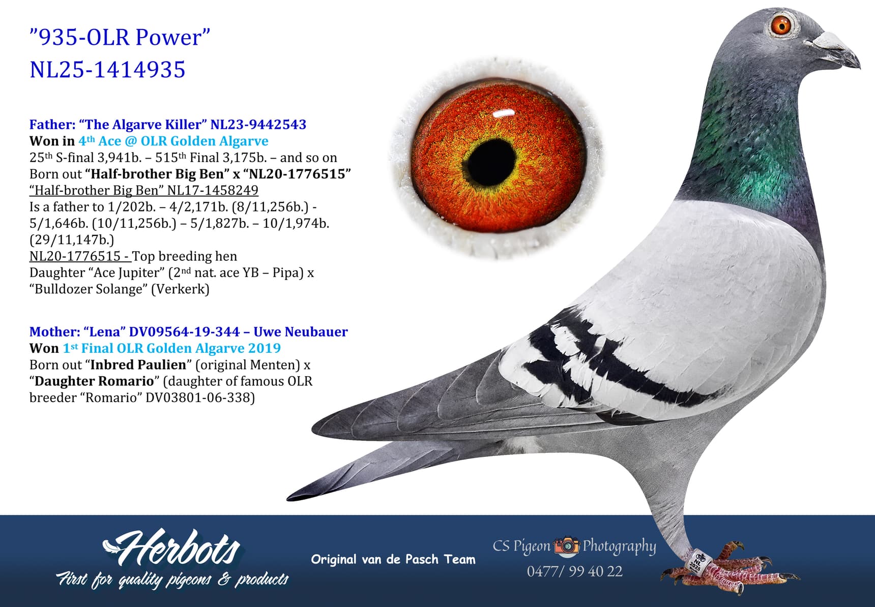 pigeon: undefined