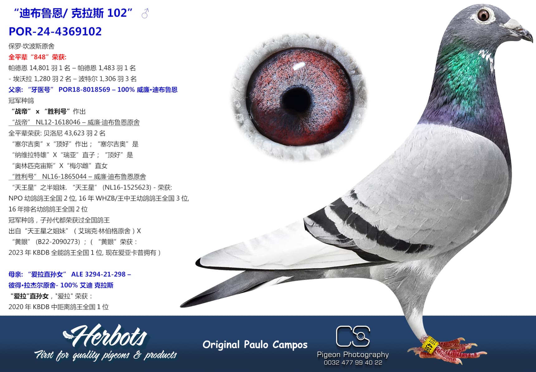 pigeon: “迪布鲁恩/ 克拉斯 102”