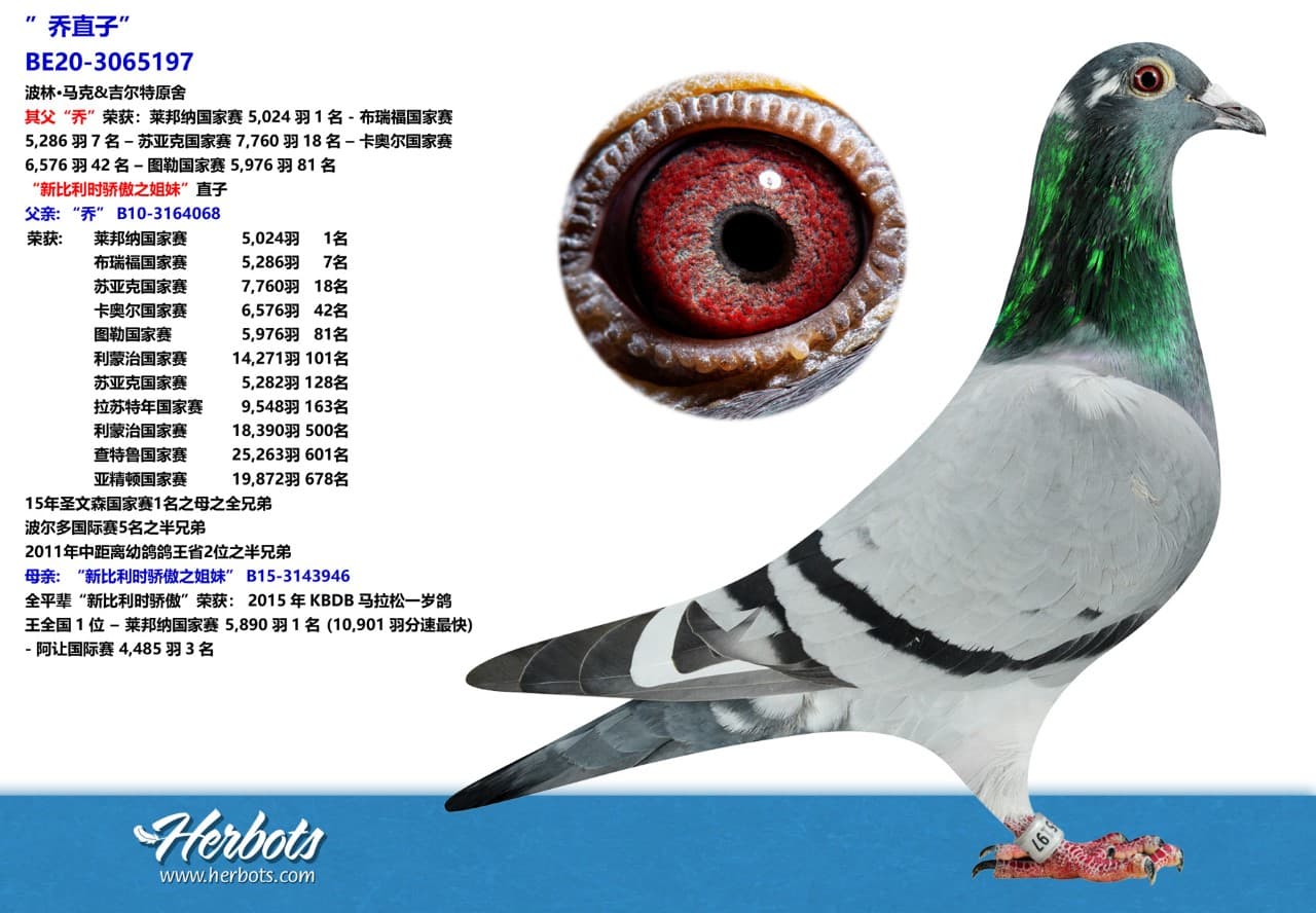 pigeon: ”乔直子”