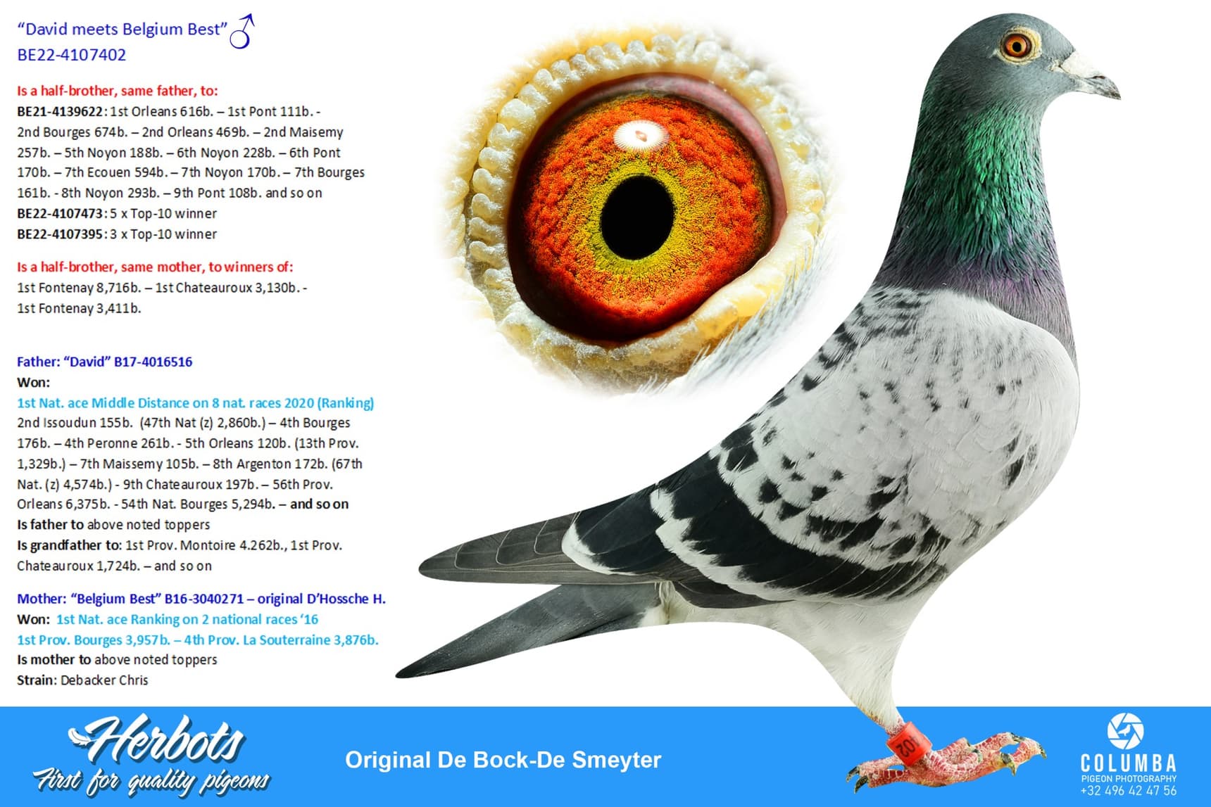 pigeon: “David meets Belgium Best”