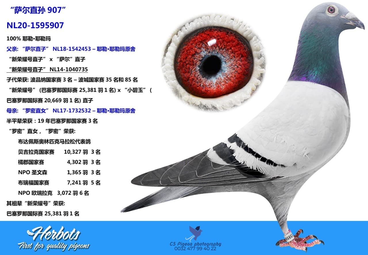 pigeon: “萨尔直孙907”
