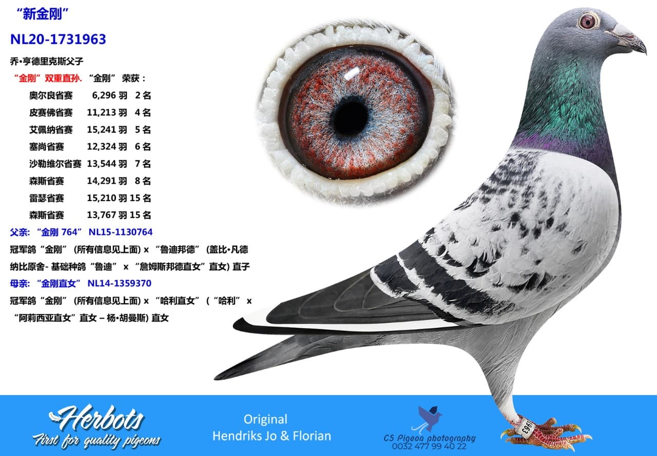 pigeon: “新金刚”