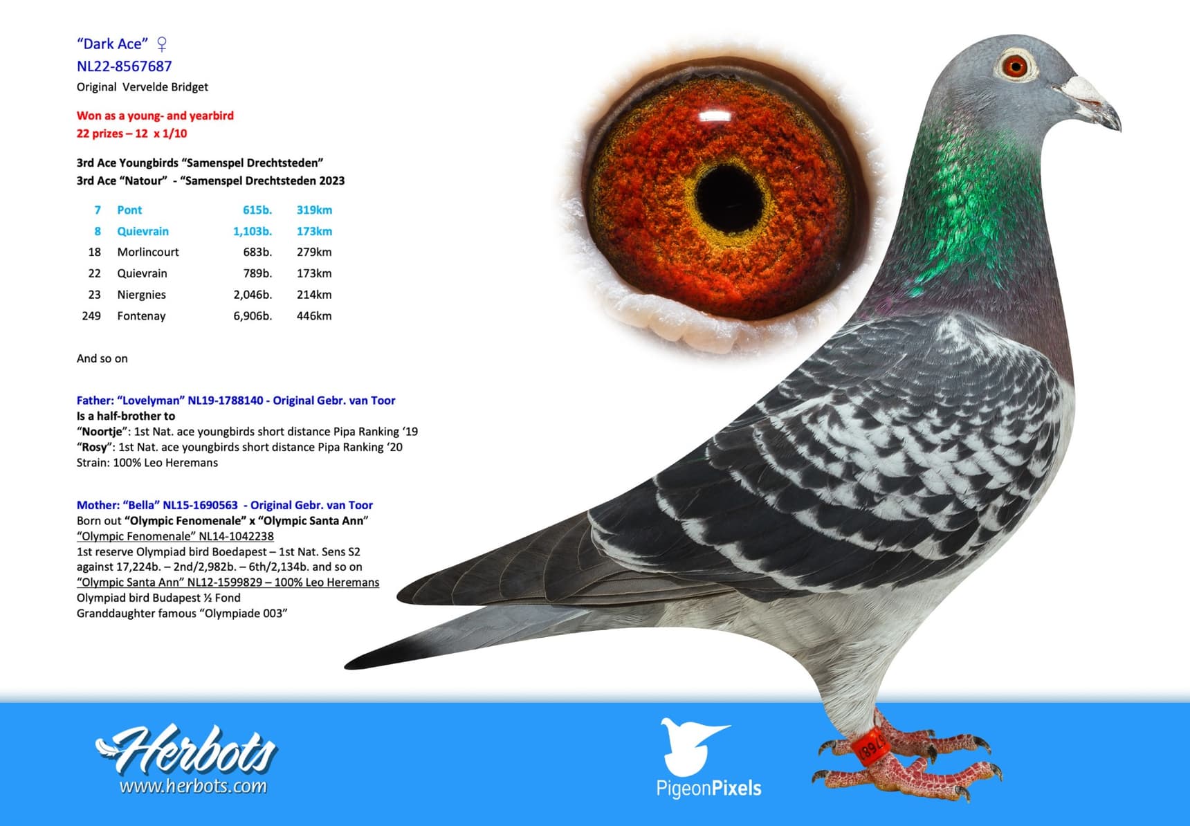 pigeon: undefined