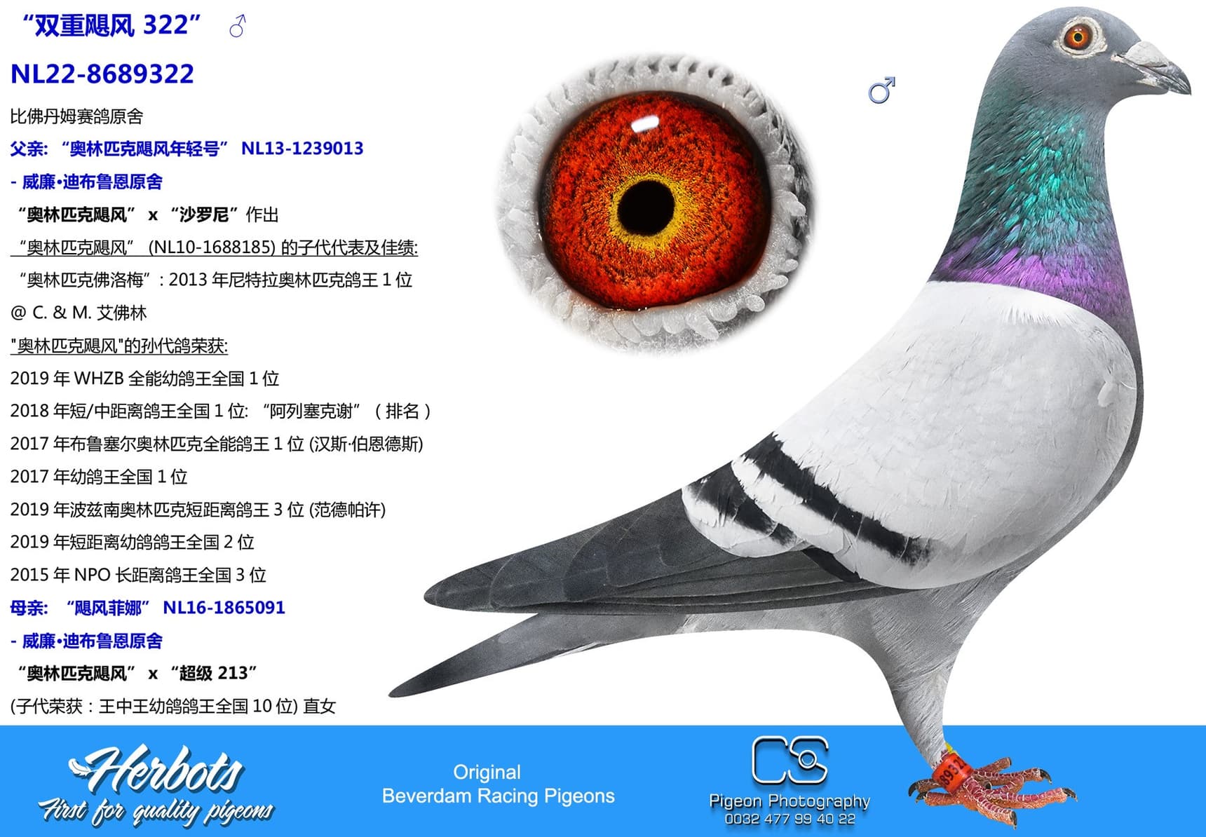 pigeon: “双重飓风 322”