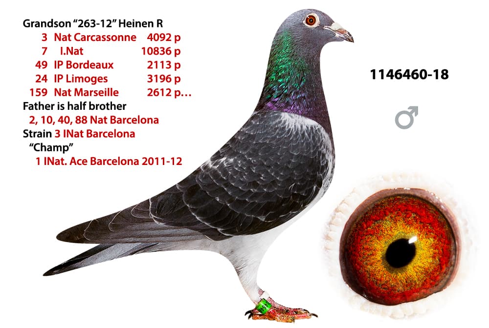 pigeon: undefined