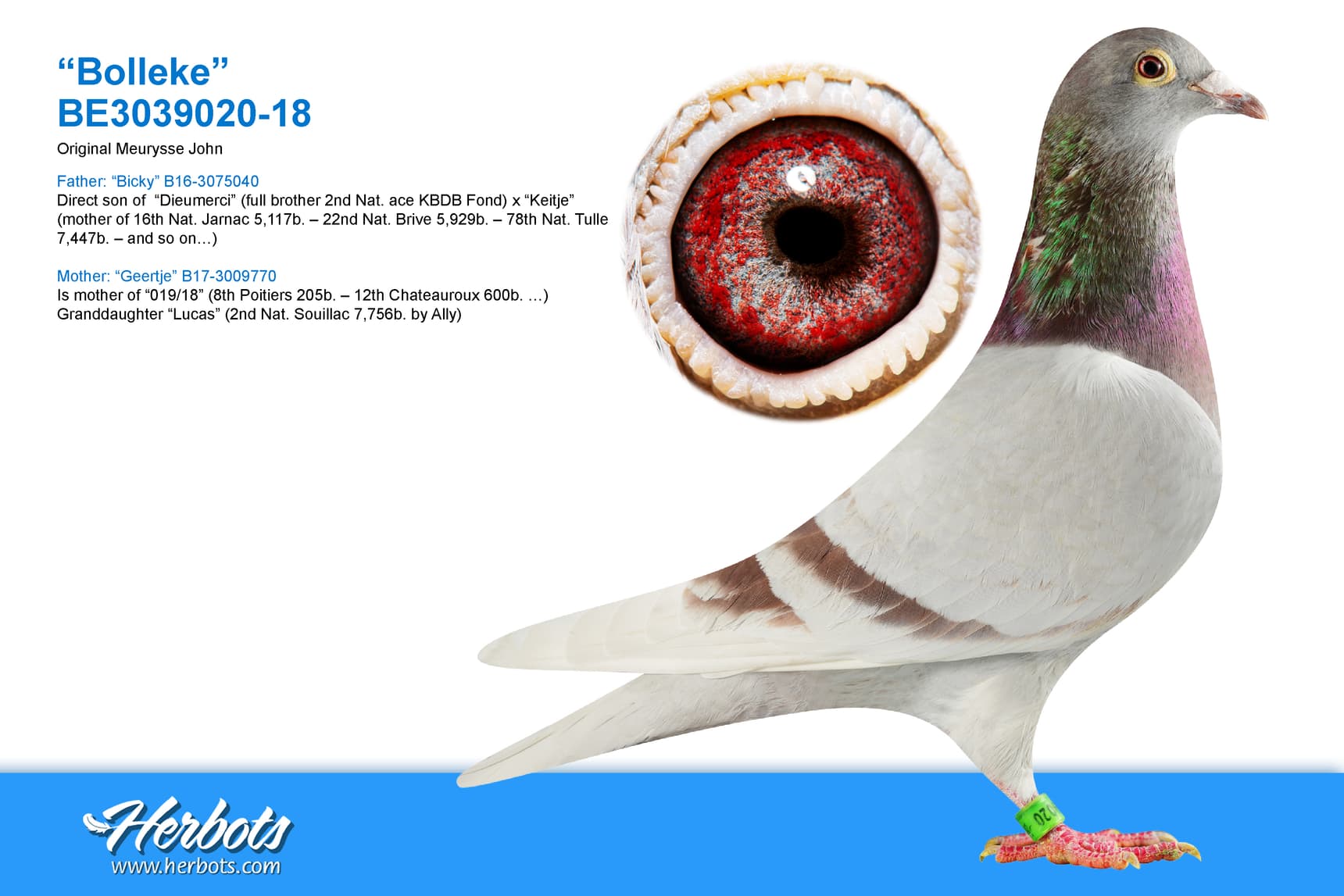 pigeon: undefined