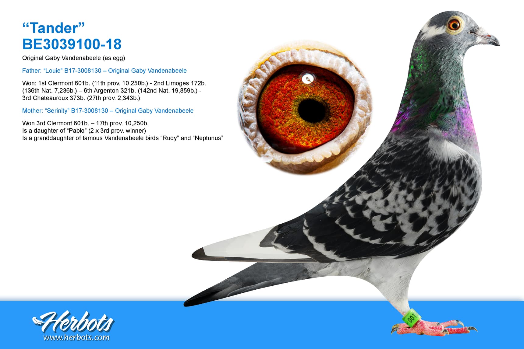 pigeon: “Tander”