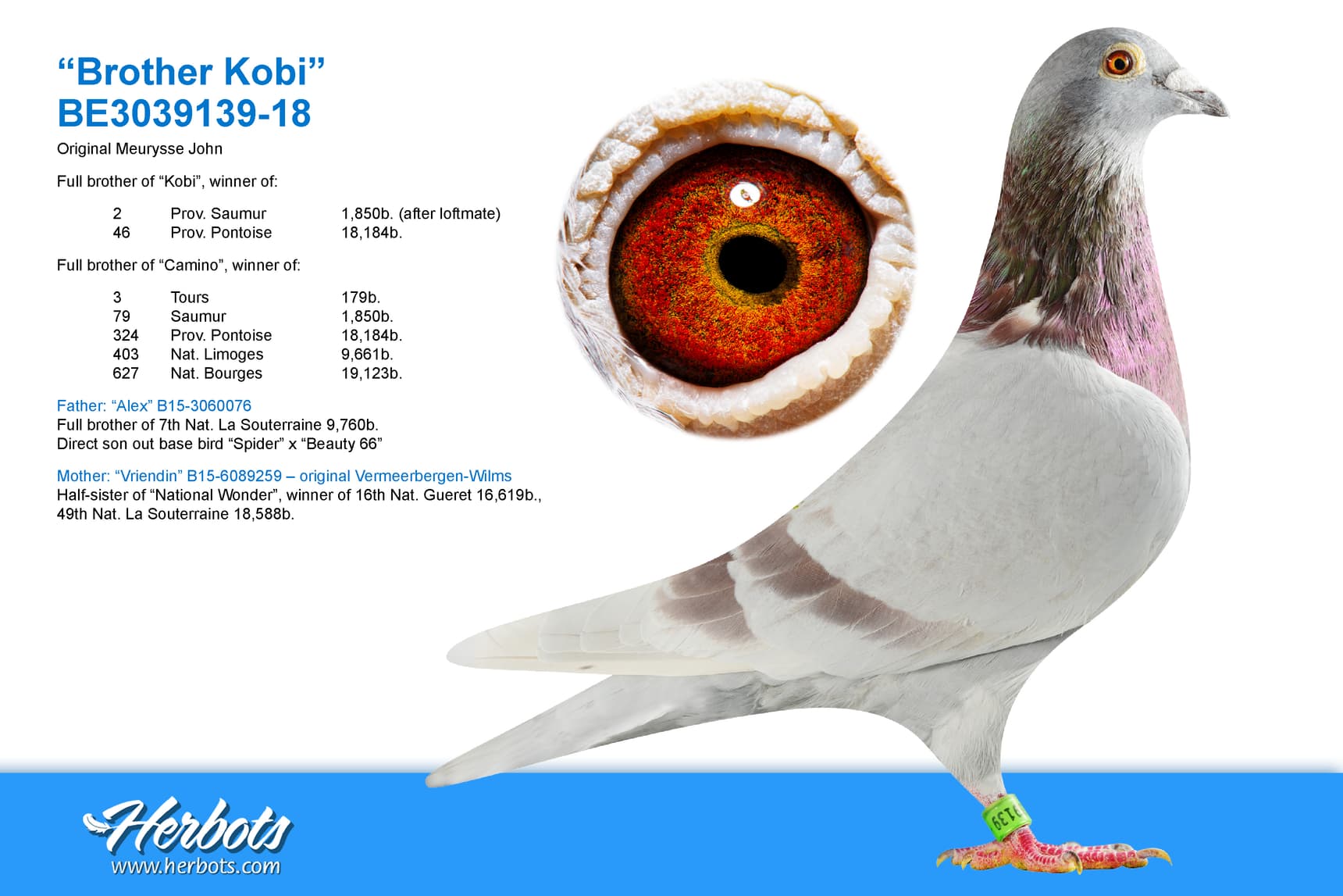 pigeon: undefined