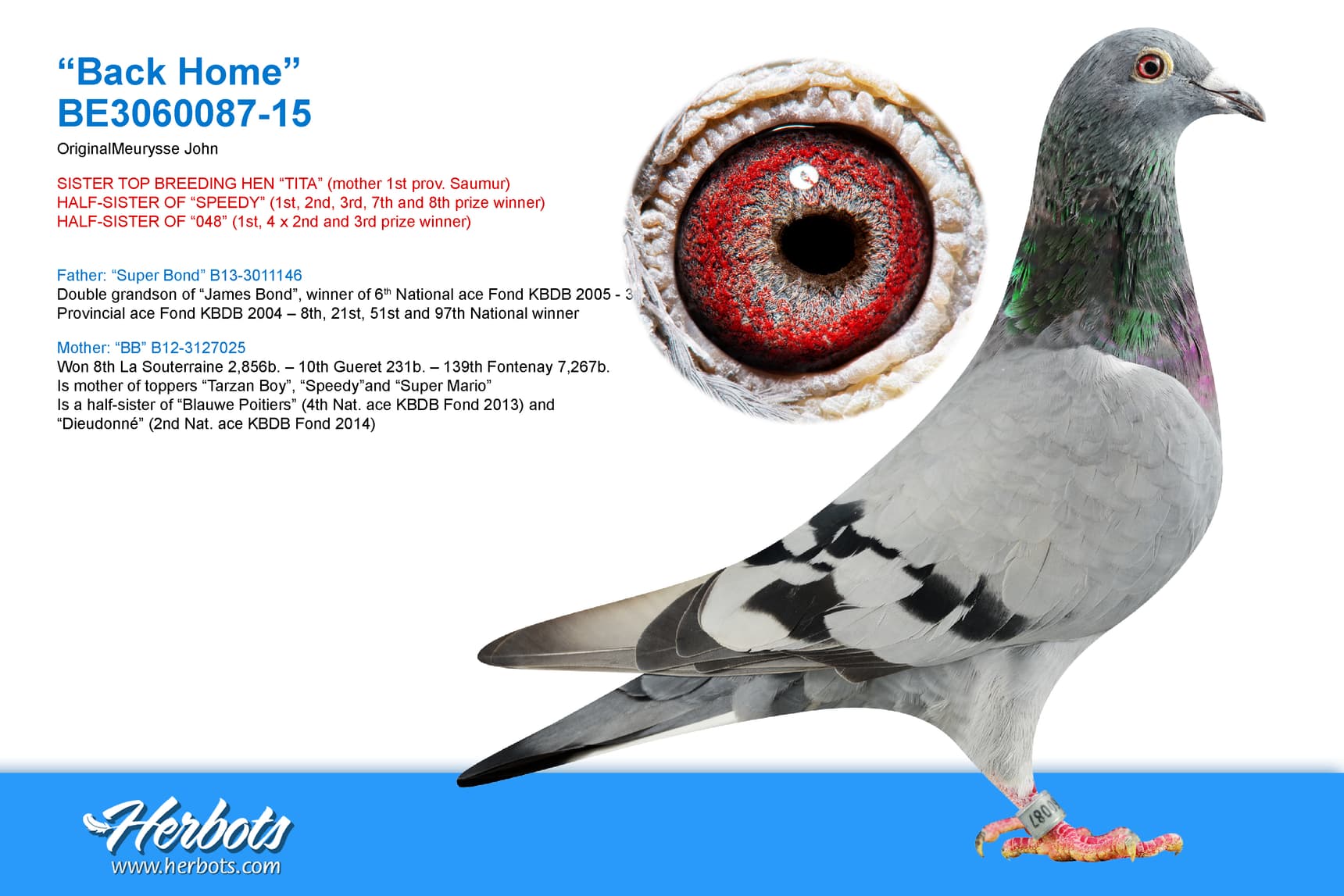 pigeon: undefined