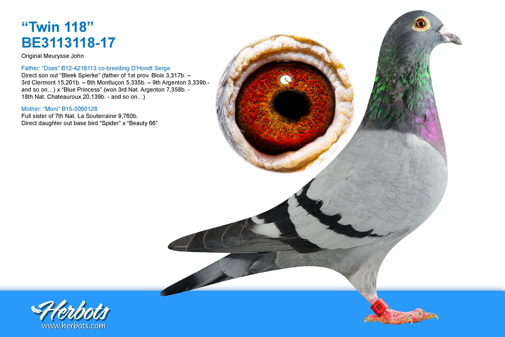 pigeon: “Twin 118”