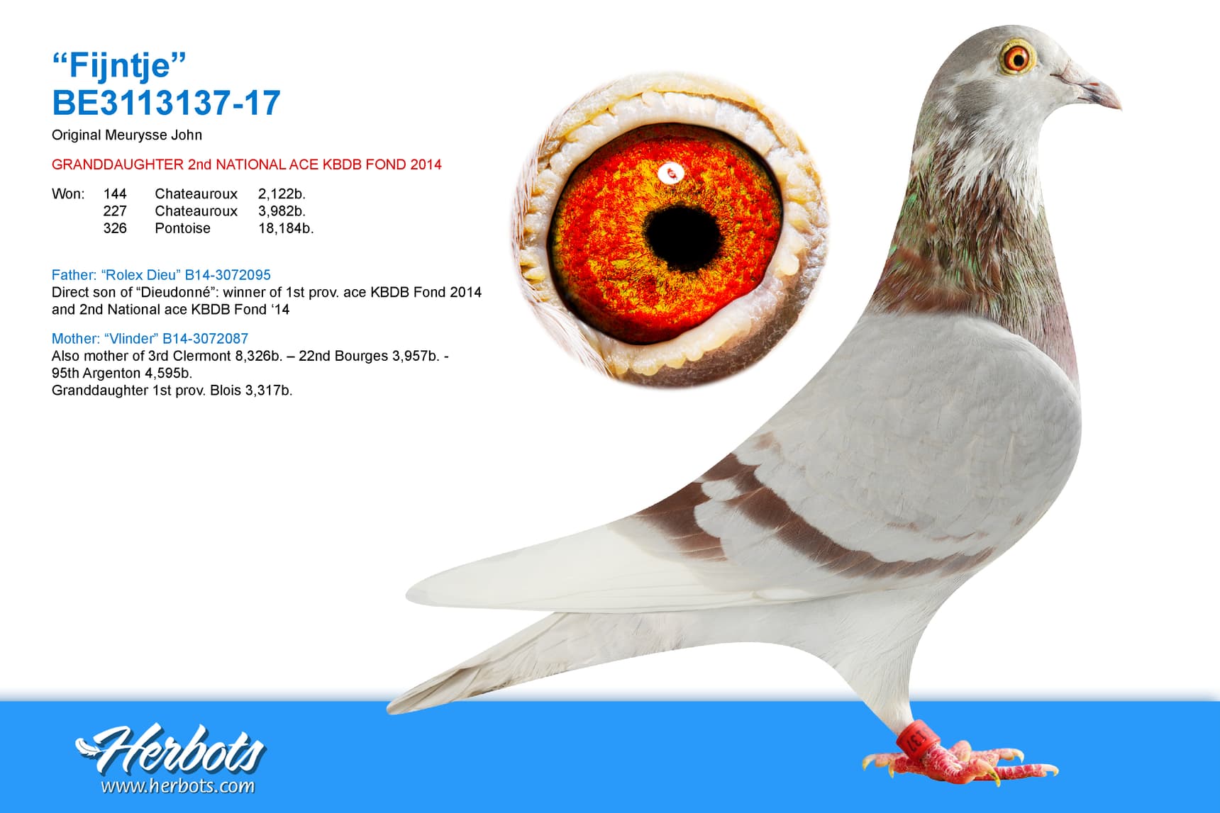 pigeon: undefined