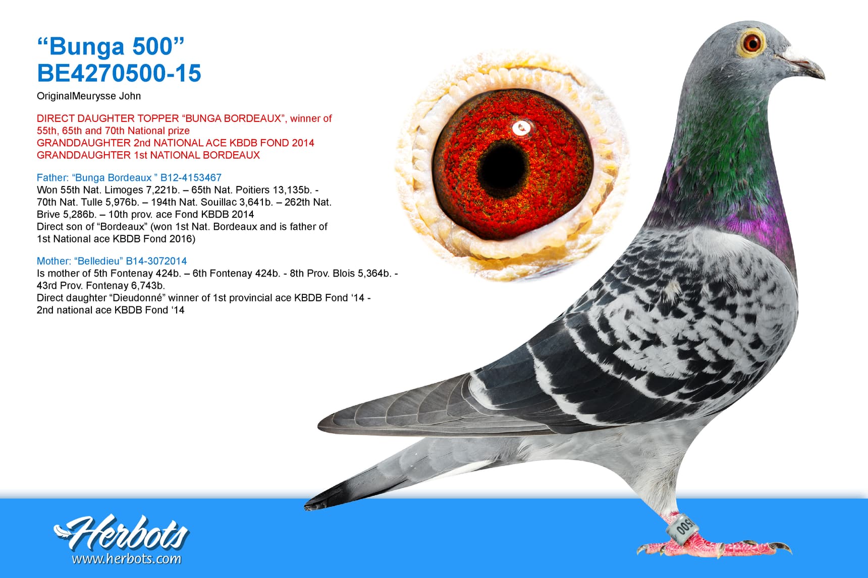 pigeon: undefined