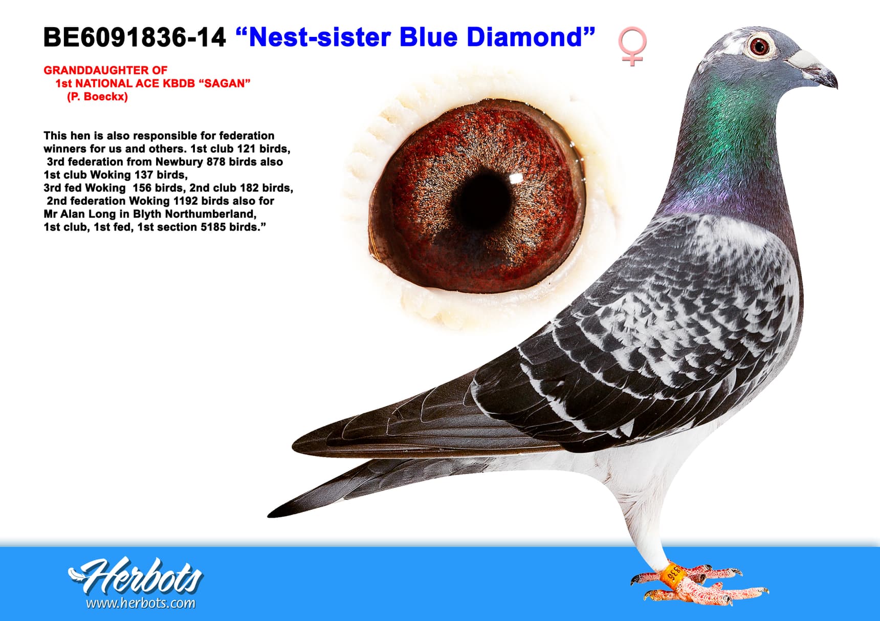 pigeon: “Nest-sister Blue Diamond”