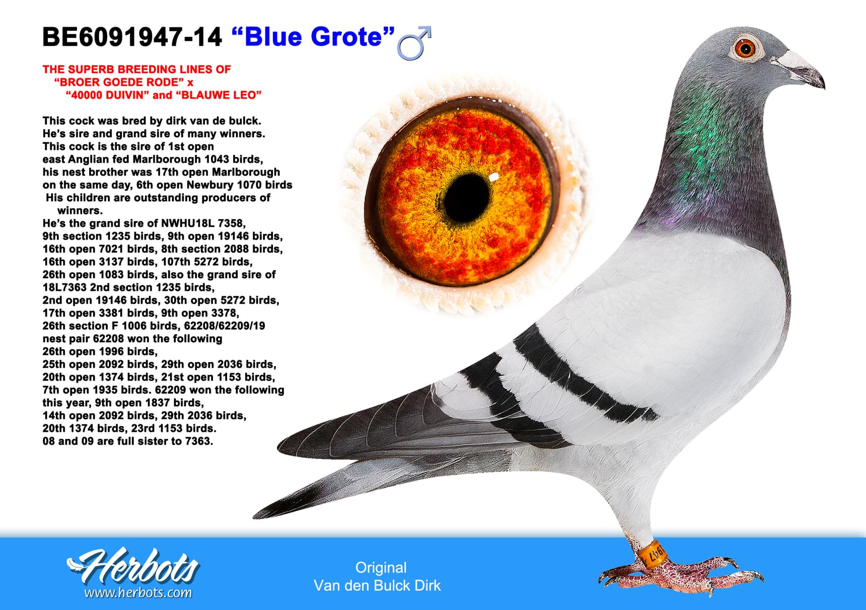 pigeon: “Blue Grote”
